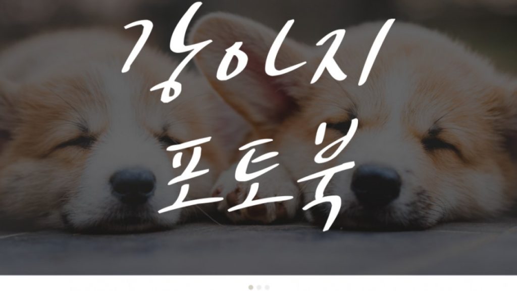반려동물 강아지 성장 포토북 책만들기 간단하고 저렴하게 만드는 방법